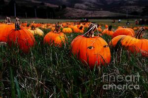 The Pumpkin Patch . When Nobody Is Looking . By Wingsdomain.com