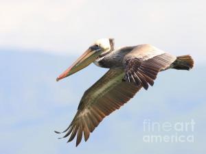 Wingsdomain.com Double Thanks Art And Photo Collector From San Leandro CA Who Purchased Two Separate Pelican In Flight Fine Art Gliclee Prints