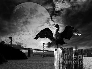 Night of The Cormorant . by wingsdomain.com
