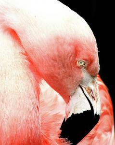 Wingsdomain.com Thanks Art And Photo Collector From St. Charles MO Who Purchased A Fine Art Gliclee Print Of Flamingo