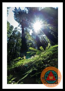 Avenue Of The Giants Redwood Trees California Framed Print By Wingsdomain Art And Photography