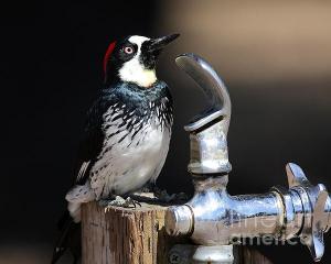 Thristy Woodpecker . By Wingsdomain.com