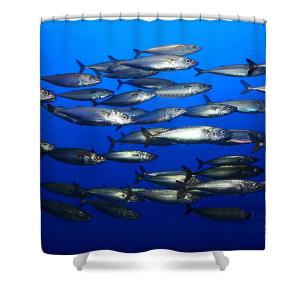 Wingsdomain Is Now Offering Art And Photography On Shower Curtains