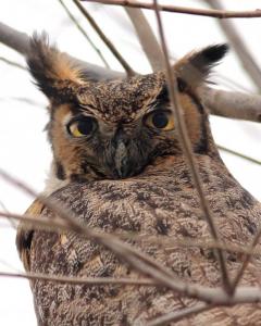 Wingsdomain.com Thanks Art And Photo Collector From Sun Valley ID Who Purchased A Fine Art Gliclee Print Of Portrait Of A Great Horned Owl